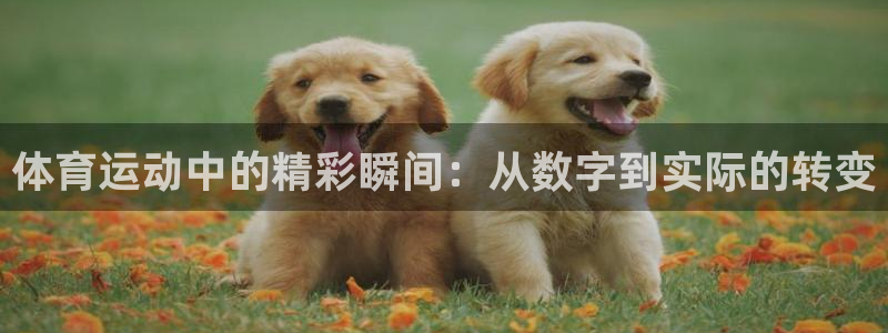 必一运动app：体育运动中的精彩瞬间：从数字到实际的转变