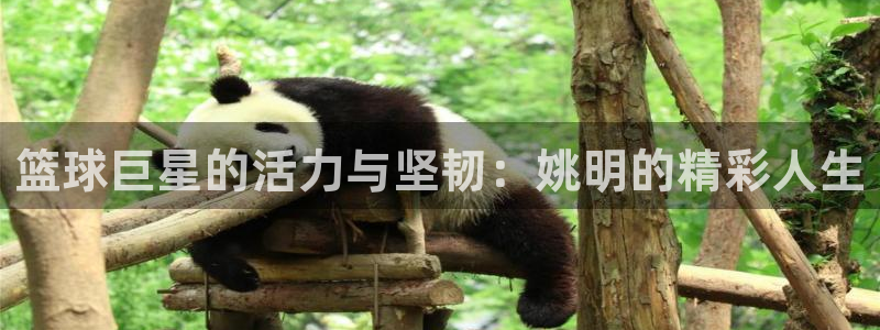 必一运动体育官网入口：篮球巨星的活力与坚韧：姚明的精彩人生
